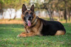Find Top German Shepherd Breeders: Easy Ways To Buy A Puppy
